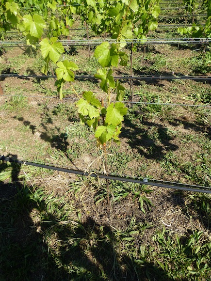 Fertilize vine
