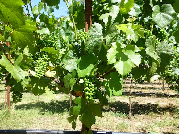 Great vine 6-14-13