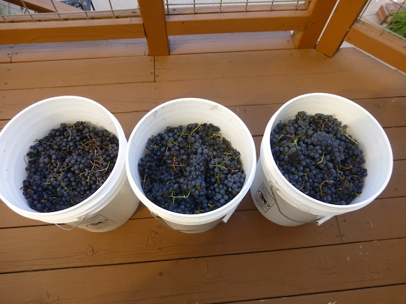 Bucket of grapes