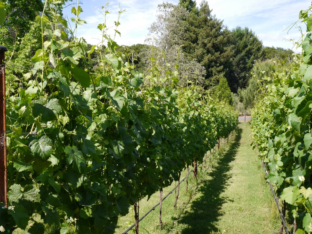 wine rows