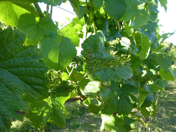 May 2015 grapes
