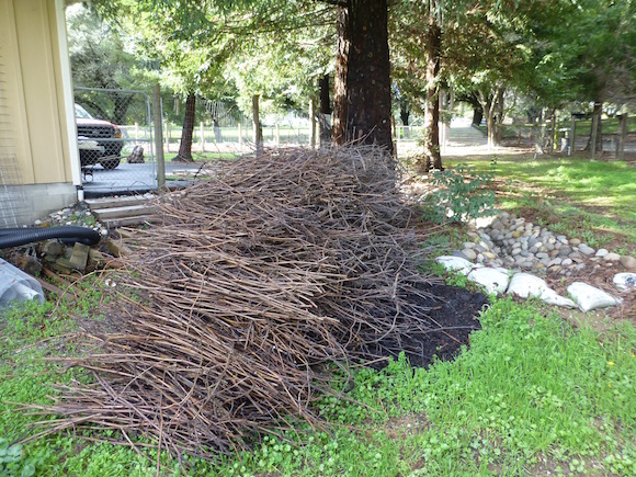 cane pile