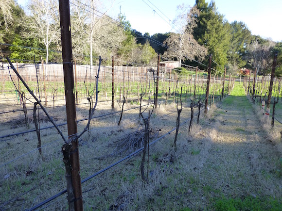 pruned row