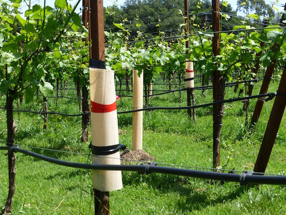 vineyard with grafts and replant