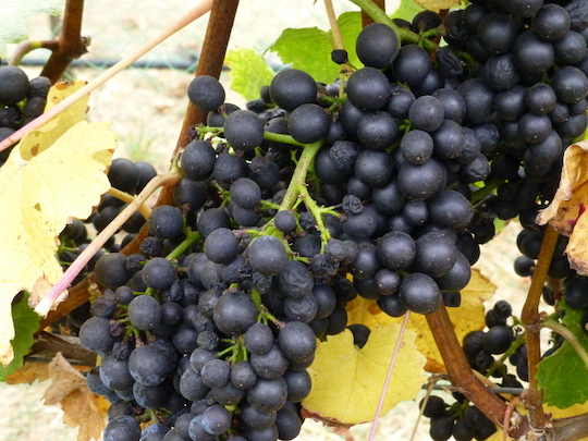 2016-grapes